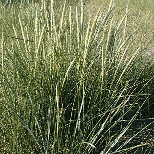 Ammophila Arenaria - Juego de 6 contenedores para plantas (9 x 9 cm)