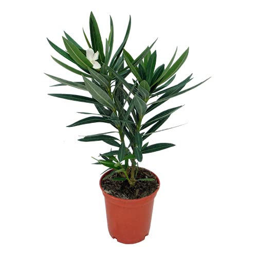 Árbol de Botanicly – Adelfa – Altura: 30 cm – Nerium