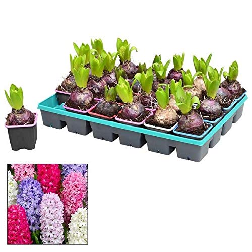 Bandeja de 24 Bulbos de Jacinto de Colores Surtidos Plantas Naturales Hyacinthus Jacinto de Diferente Color
