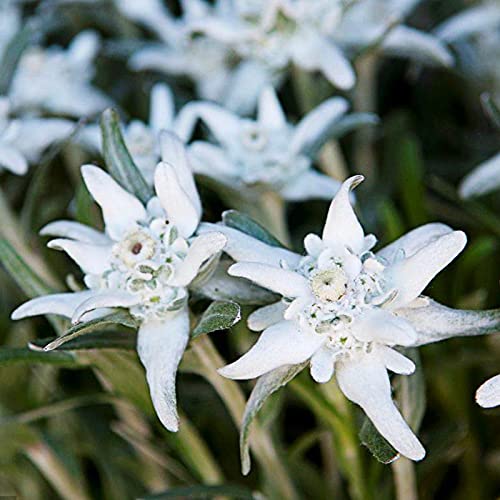 Benoon Semillas 50Pcs / Bolsa Edelweiss Seeds Perenne Resistente Al Frío Compacto Raras Leontopodium Alpinum Semillas Para Balcón Semillas de Edelweiss