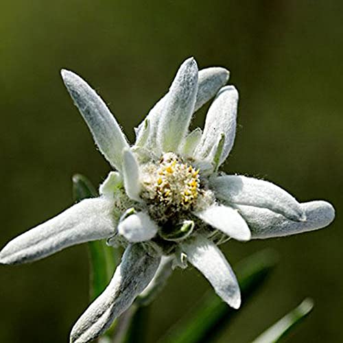 Benoon Semillas 50Pcs / Bolsa Edelweiss Seeds Perenne Resistente Al Frío Compacto Raras Leontopodium Alpinum Semillas Para Balcón Semillas de Edelweiss