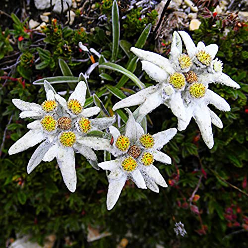Benoon Semillas 50Pcs / Bolsa Edelweiss Seeds Perenne Resistente Al Frío Compacto Raras Leontopodium Alpinum Semillas Para Balcón Semillas de Edelweiss