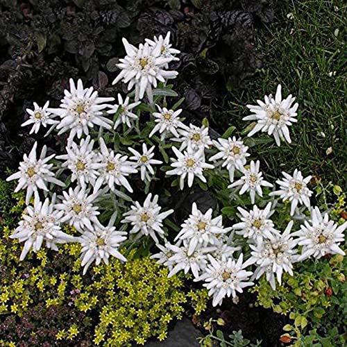 Benoon Semillas 50Pcs / Bolsa Edelweiss Seeds Perenne Resistente Al Frío Compacto Raras Leontopodium Alpinum Semillas Para Balcón Semillas de Edelweiss