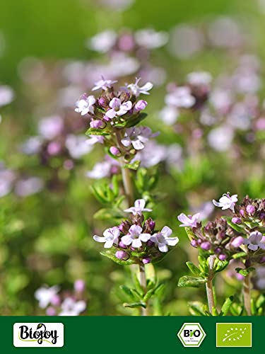 Biojoy Tomillo silvestre BIO - Thymus serpyllum (250 gr)
