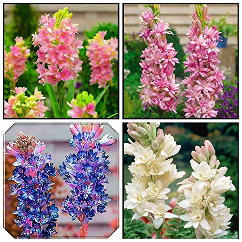 Bulbo de Nardo、Floral, Interior o exterior, Exquisitas Flores cortadas y plantas verdes vivas-4Bulbos