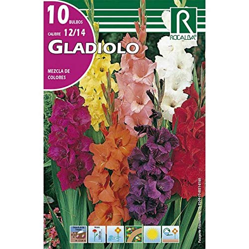 Bulbo gladiolo mezcla 10 unidades