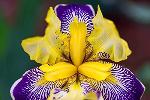 Bulbos De Iris: Las Flores De Iris Son Ricas En Colores Y Patrones Peculiares, Adecuadas Para Flores En Macetas, Flores Cortadas Y Macizos De Flores.-5-rizoma,Amarillo-Iris