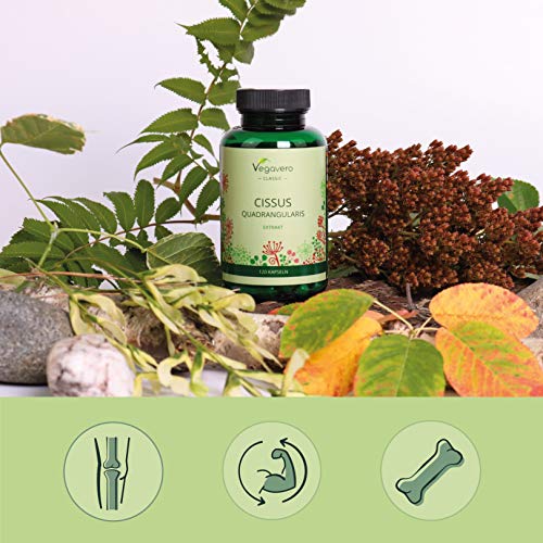 Cissus Vegavero® | Con la Mayor Concentración de Ketosteronas: 40% | Sin Gelatina Animal | 120 Cápsulas | Anabolizantes Esteroides Naturales + Articulaciones y Huesos | Ayurveda