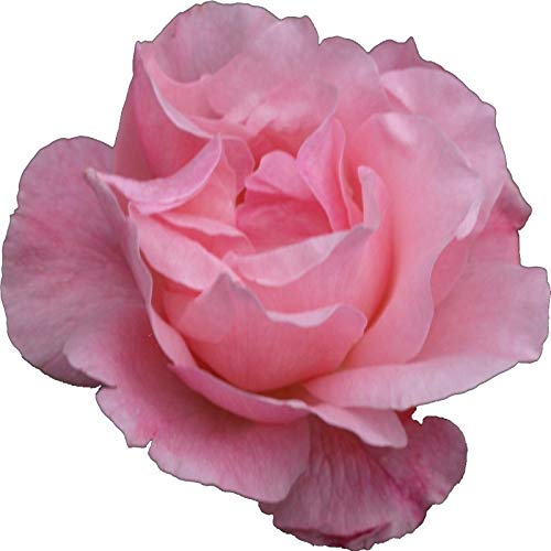 Colonia rosa artesanal