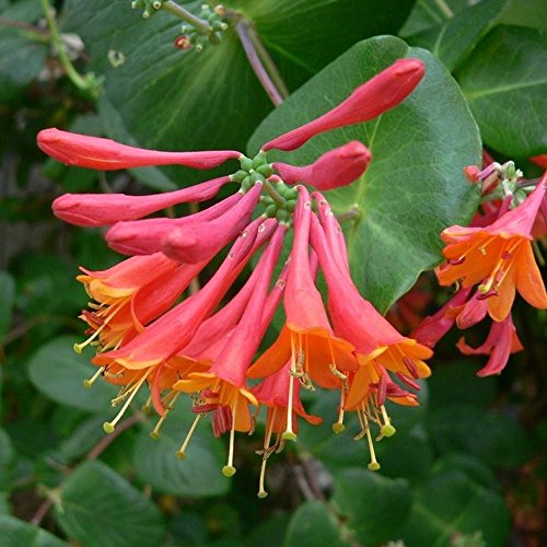 Coral Madreselva, Lonicera sempervirens 50 semillas