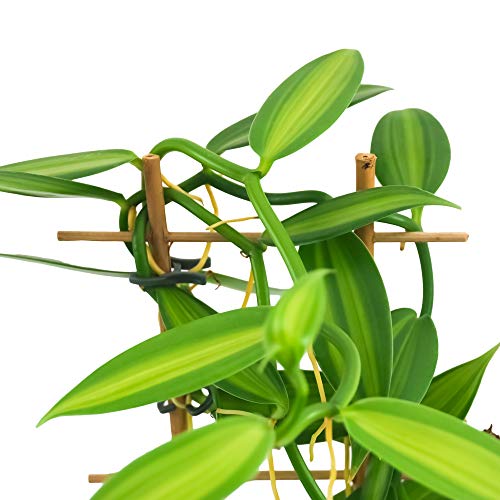 Desconocido Orquídea Vanilla planifolia, Planta auténtica de Interior