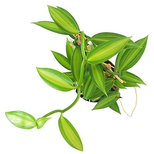 Desconocido Orquídea Vanilla planifolia, Planta auténtica de Interior