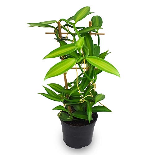 Desconocido Orquídea Vanilla planifolia, Planta auténtica de Interior