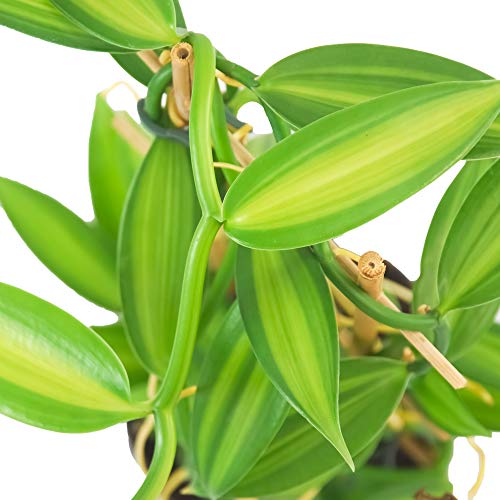 Desconocido Orquídea Vanilla planifolia, Planta auténtica de Interior