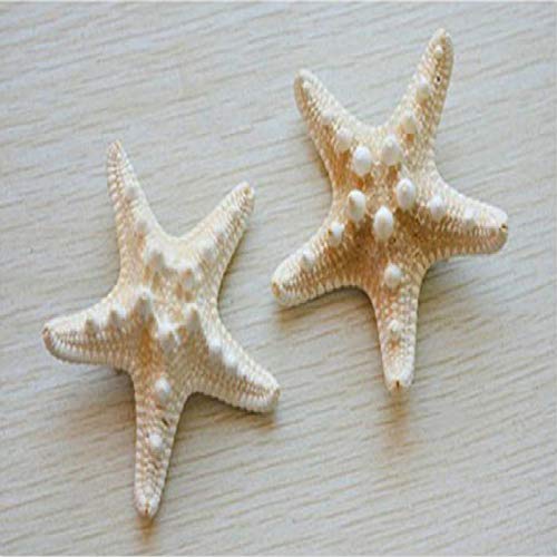 doitsa 1 x blanco de estrella de mar – Pinza para el pelo concha alfiler de cabello playa Loisirs vacaciones – Gorro para niña