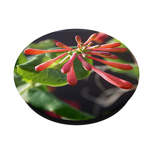 Elegante trompeta madreselva en la luz del amanecer PopSockets PopGrip Intercambiable