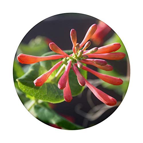 Elegante trompeta madreselva en la luz del amanecer PopSockets PopGrip Intercambiable