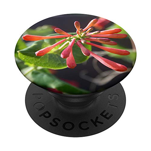 Elegante trompeta madreselva en la luz del amanecer PopSockets PopGrip Intercambiable