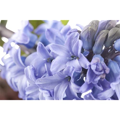 Hyacinthus orientalis Trio - Mezcla de acuarelas (rosa, azul y blanco, 3 cebollas en maceta de 12 cm, variante: 12 cm)