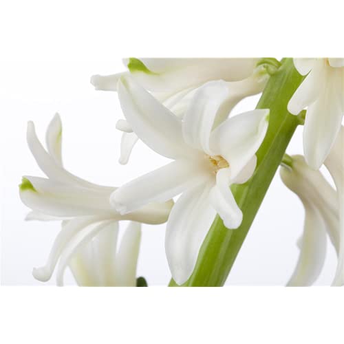 Hyacinthus orientalis Trio - Mezcla de acuarelas (rosa, azul y blanco, 3 cebollas en maceta de 12 cm, variante: 12 cm)