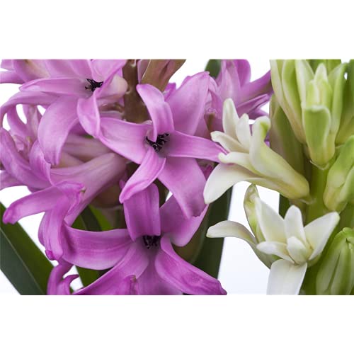 Hyacinthus orientalis Trio - Mezcla de acuarelas (rosa, azul y blanco, 3 cebollas en maceta de 12 cm, variante: 12 cm)