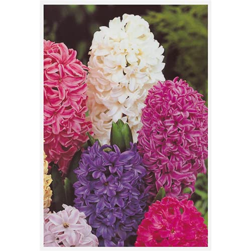 Hyacinthus orientalis Trio - Mezcla de acuarelas (rosa, azul y blanco, 3 cebollas en maceta de 12 cm, variante: 12 cm)