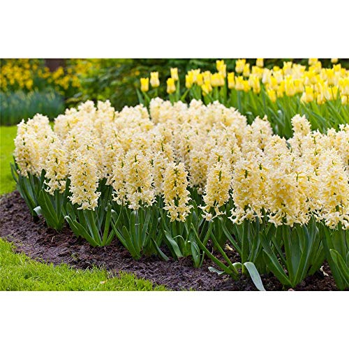 Hyacinthus orientalis Yellowstone - Cazuela grande (9 cm, 3 ollas de 9 cm), color amarillo