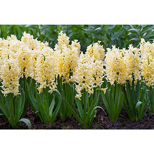 Hyacinthus orientalis Yellowstone - Cazuela grande (9 cm, 3 ollas de 9 cm), color amarillo