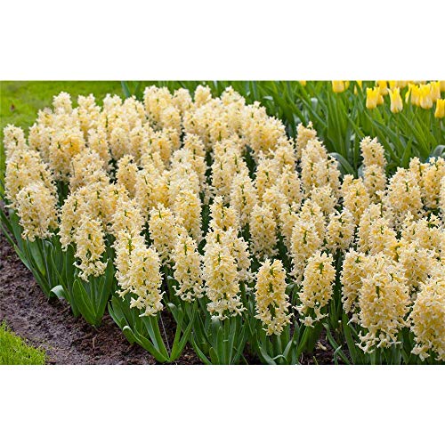Hyacinthus orientalis Yellowstone - Cazuela grande (9 cm, 3 ollas de 9 cm), color amarillo