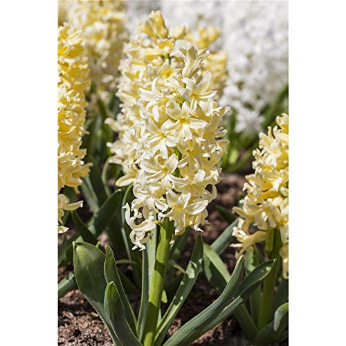 Hyacinthus orientalis Yellowstone - Cazuela grande (9 cm, 3 ollas de 9 cm), color amarillo