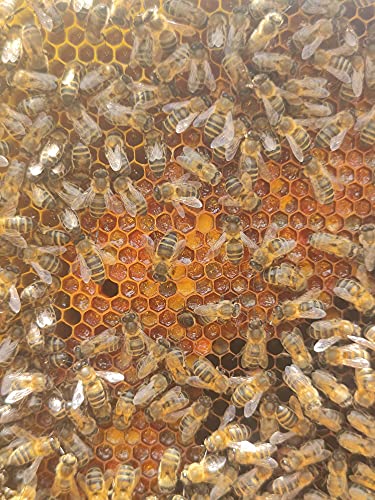 La Cantara Miel de Castaño 1 Kg - Pura de Abeja - 100% Natural - Origen España