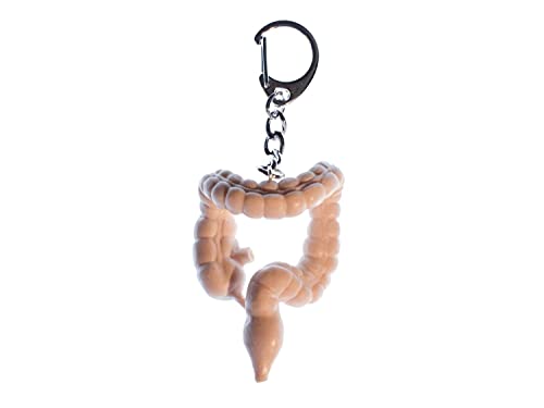 Miniblings de Colon organos intestinales Llavero - Hecho a Mano Colgante de joyería de Moda I Llavero del Llavero - de Colon organos intestinales