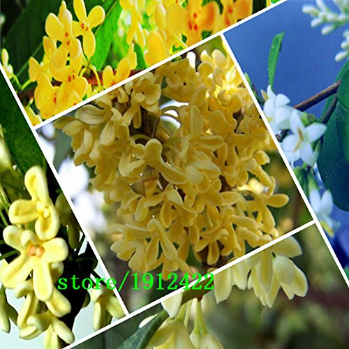 Osmanthus fragrans, fragante 20pcs Semillas Semillas de oliva dulce del Osmanthus Tree, cultivada como planta ornamental Seeds Sweet Olive