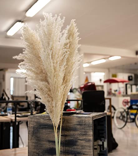 Pampas Grass Decoracion Grandes, Flores Secas De Pampas Decorativas. 118cm Plumas 60/70 Cm. Ramos Naturales, Pampas Secas Decoration Grandes, Espigas Secas Decorativas, Plumas Decoration,