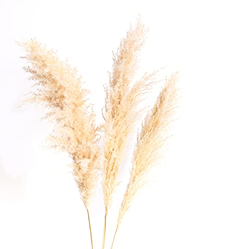 Pampas Grass Decoracion Grandes, Flores Secas De Pampas Decorativas. 118cm Plumas 60/70 Cm. Ramos Naturales, Pampas Secas Decoration Grandes, Espigas Secas Decorativas, Plumas Decoration,
