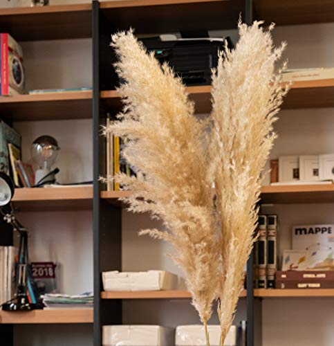 Pampas Grass Decoracion Grandes, Flores Secas De Pampas Decorativas. 118cm Plumas 60/70 Cm. Ramos Naturales, Pampas Secas Decoration Grandes, Espigas Secas Decorativas, Plumas Decoration,