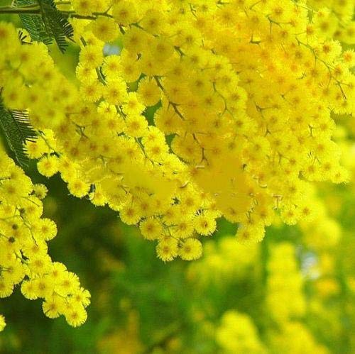Pinkdose 20 plantas de oro amarillo Mimosa Acacia Baileyana zarzo plantas de flor Ãrbol: Rojo