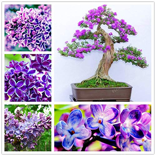 Pinkdose 50 Bonsái de colores Lila Planta Lila japonesa (Extremadamente fragante) Clavo Flor Bonsai Lila Ãrboles Planta al aire libre para el huerto familiar: 2