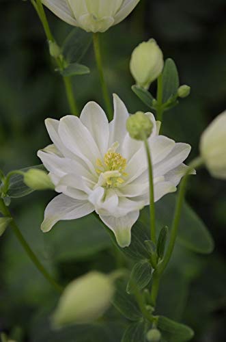 Portal Cool Aquilegia 'Clementina blanca'