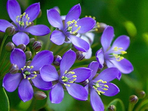 Portal Cool Lignum Vitae Guaiacum sanctum exótico Torno de madera duro Bonsai Semilla Raras 25 Semillas