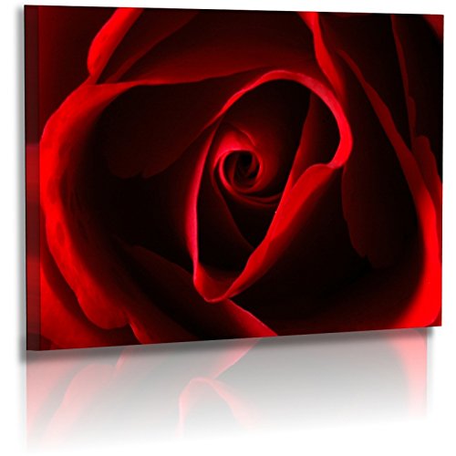 Premium – Póster – Fotos – imágenes naturales – fotos de flores – Flor – Rose – imágenes – Rojo – Negro