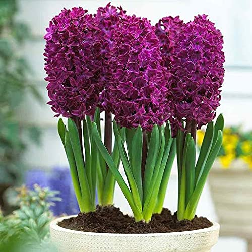 Radny 1pc semillas de flores de Hyacinthus