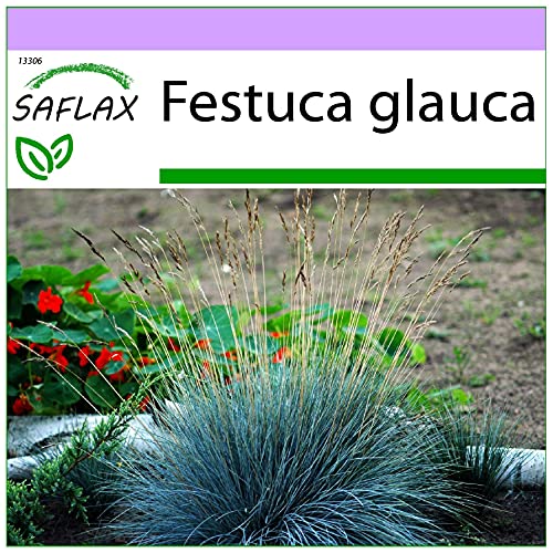 SAFLAX - Festuca azul - 50 semillas - Festuca glauca