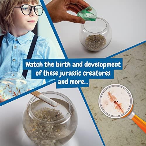 Science4you Artemias, Criaturas Jurasicas para Niños 6+ Años - Crea tu Ecosistema Acuatico con Dragones de Agua en Acuario para Niños, Set Ciencia para Niños con Artemias, Juguete Educativo