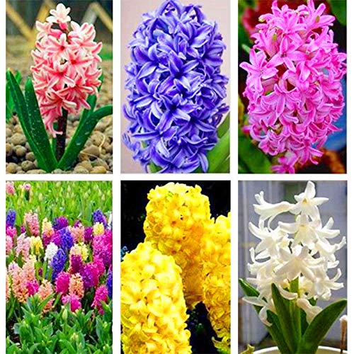 ScoutSeed 300 unids/lote color mezclado Hyacinthus Orientalis semillas fragante planta de jardín