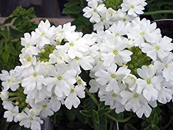 Semillas BloomGreen Co. Flor: Verbena-cristal blanco híbrido de semillas (14 Paquetes) Las semillas de las plantas de jardín