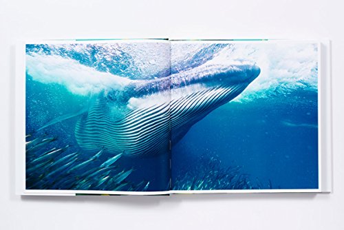 The Life And Love Of The Sea