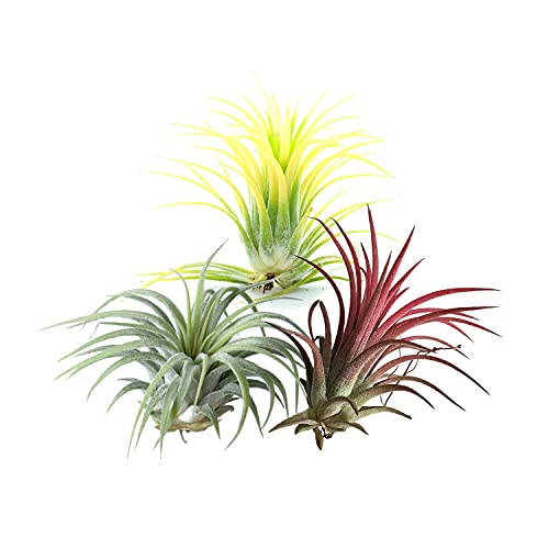 Trio de Tillandsias de Color Rojo, Verde y Amarillo Pack de Plantas del Aire o Claveles del Aire Tillandsia Ionantha