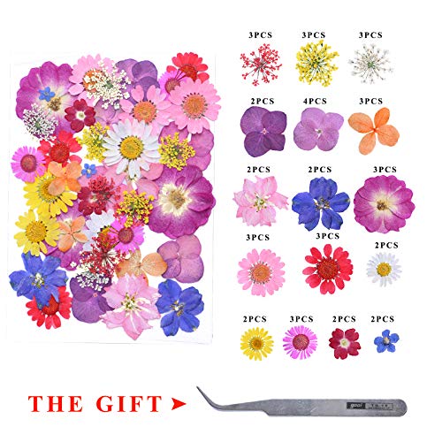 YMHPRIDE 82 Piezas DIY Conjunto de Flores secas, Margaritas secas Naturales Reales, Velas, joyería de Resina, Colgante de uñas, Manualidades para Hacer Decoraciones Florales artísticas