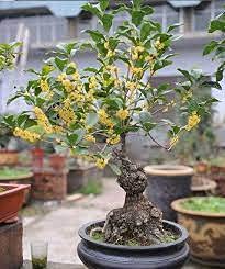zumari 4 semillas de plantas fragantes Osmanthus Bonsai